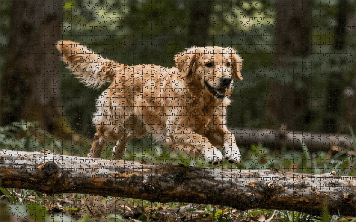Fotopuzzel Golden Retriever in het bos | Liggend - Stukjes Geluk