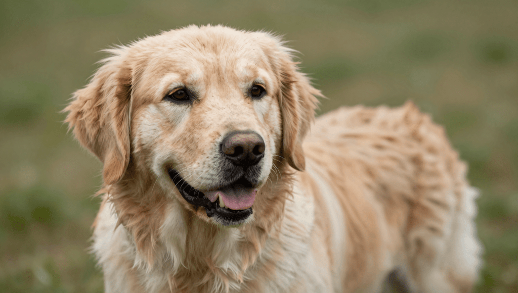 Fotopuzzel Golden Retriever | Portretfoto | Liggend - Stukjes Geluk