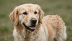 Fotopuzzel Golden Retriever | Portretfoto | Liggend - Stukjes Geluk