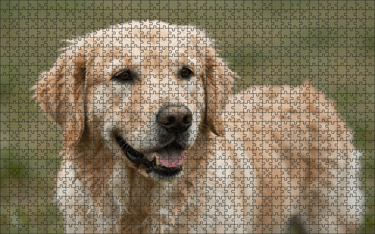 Fotopuzzel Golden Retriever | Portretfoto | Liggend - Stukjes Geluk