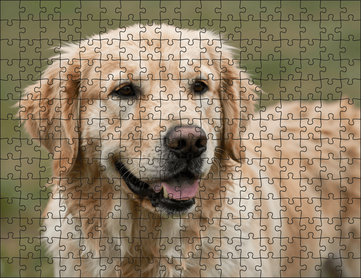 Fotopuzzel Golden Retriever | Portretfoto | Liggend - Stukjes Geluk