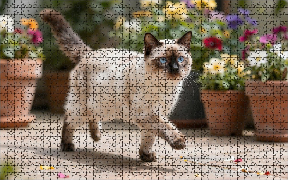 Fotopuzzel Heilige Birmaan in de tuin | Liggend - Stukjes Geluk