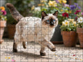 Fotopuzzel Heilige Birmaan in de tuin | Liggend - Stukjes Geluk