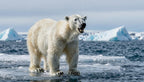 Fotopuzzel Ijsbeer 'Arctic Ocean Charge' | Liggend - Stukjes Geluk
