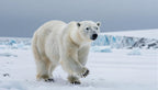 Fotopuzzel Ijsbeer 'Snowstorm Hunter' | Liggend - Stukjes Geluk
