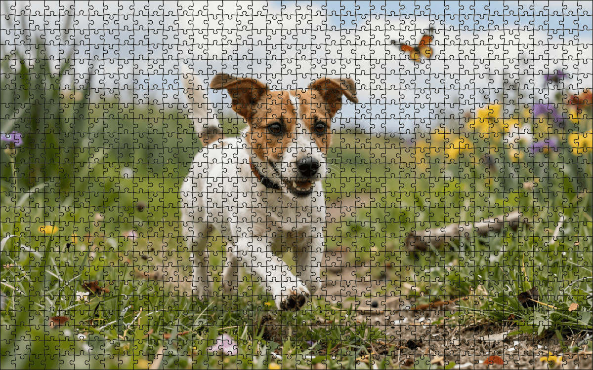 Fotopuzzel Jack Russell in de heide | Liggend - Stukjes Geluk