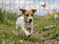 Fotopuzzel Jack Russell in de heide | Liggend - Stukjes Geluk