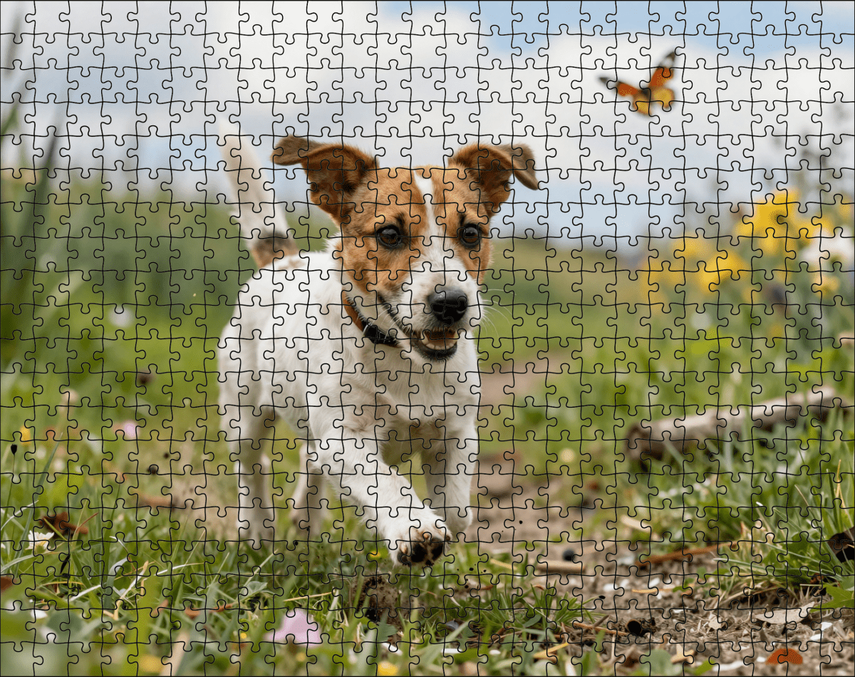 Fotopuzzel Jack Russell in de heide | Liggend - Stukjes Geluk