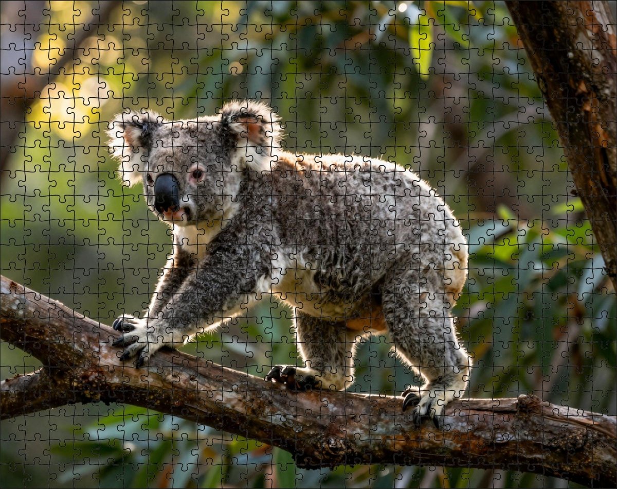 Fotopuzzel Koala 'Branch Run' | Liggend - Stukjes Geluk