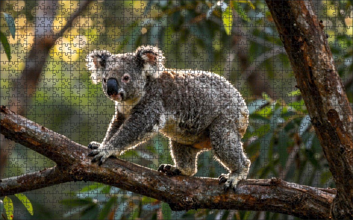 Fotopuzzel Koala 'Branch Run' | Liggend - Stukjes Geluk