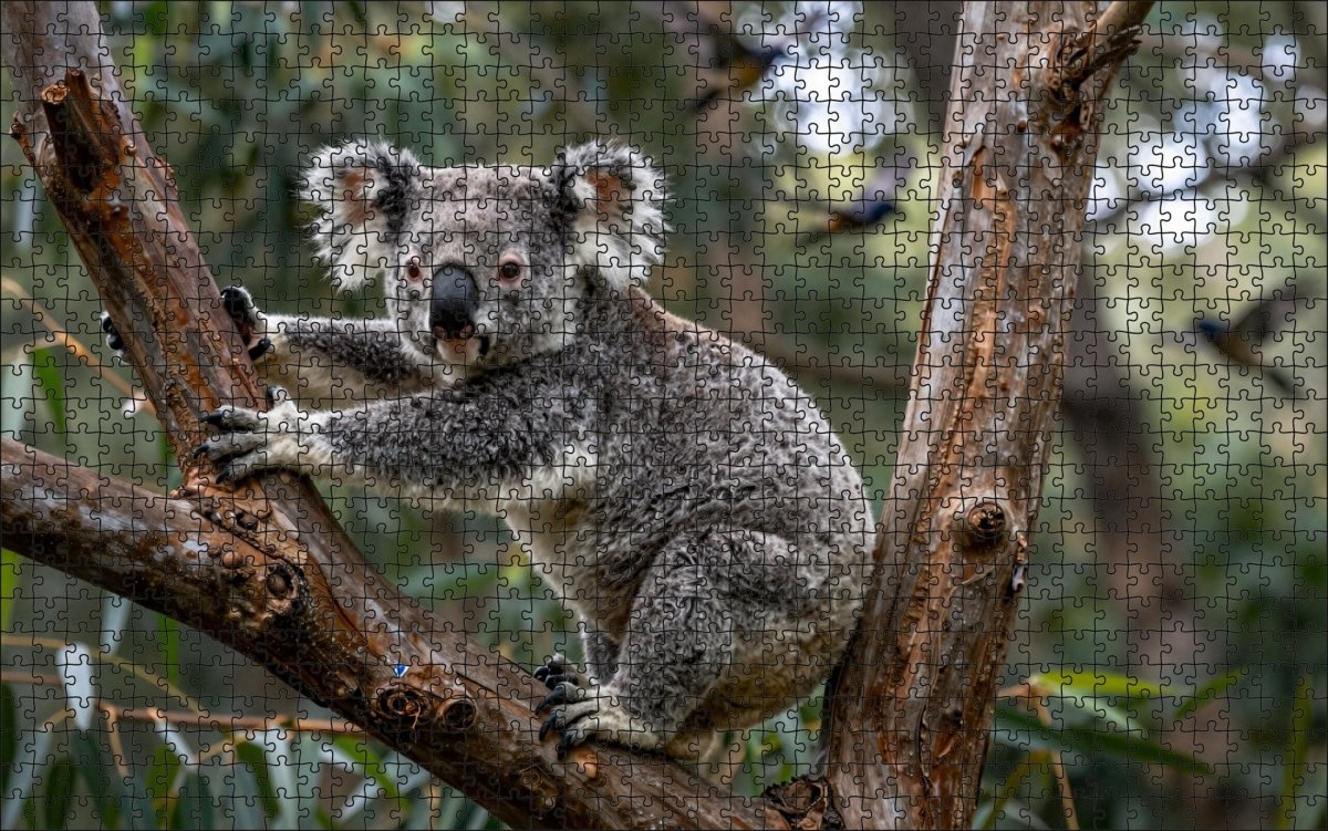 Fotopuzzel Koala 'Forest Leap' | Liggend - Stukjes Geluk