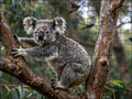 Fotopuzzel Koala 'Forest Leap' | Liggend - Stukjes Geluk