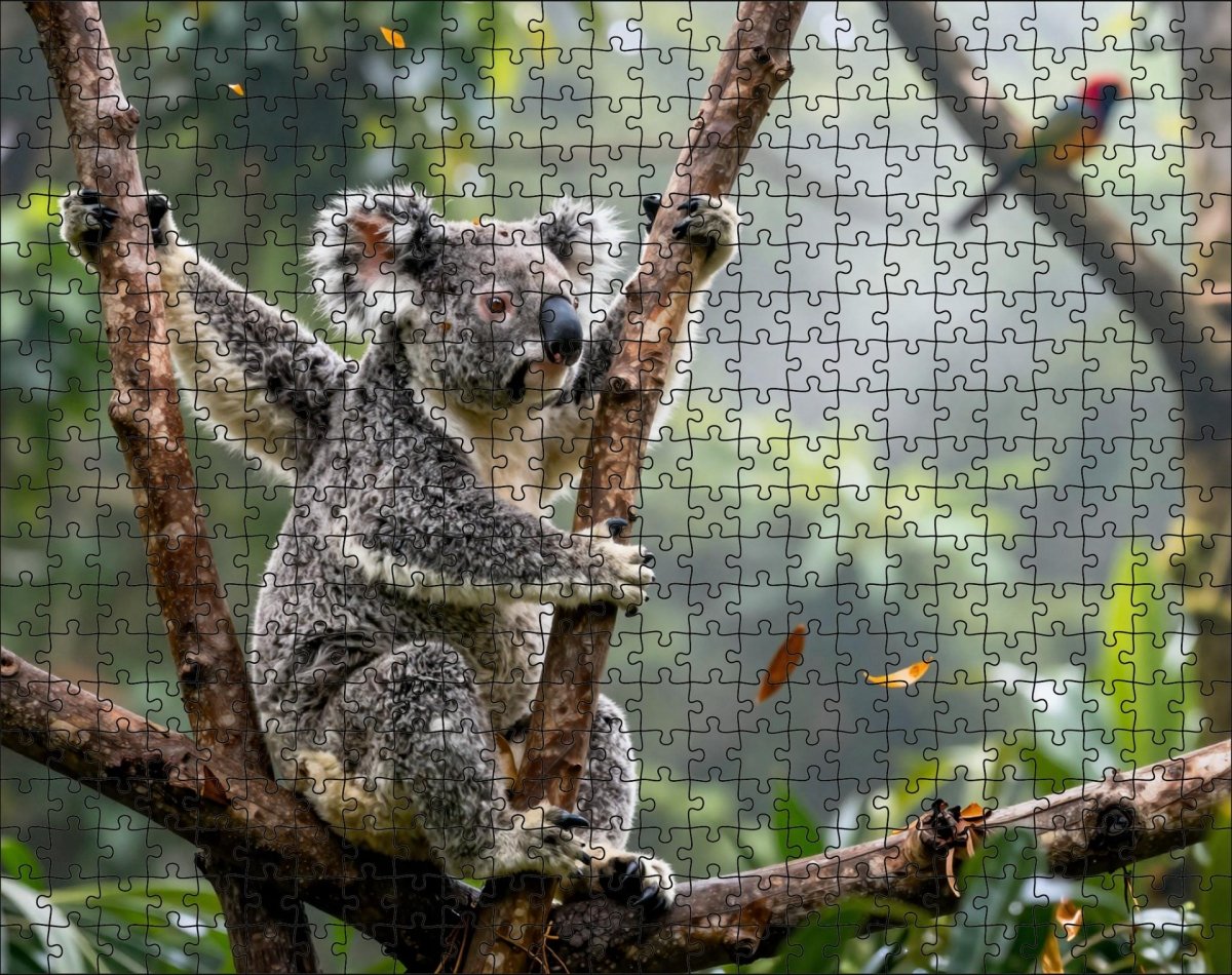 Fotopuzzel Koala 'Rainforest Canopy' | Liggend - Stukjes Geluk