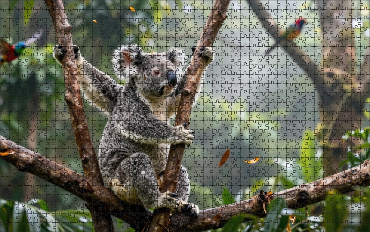 Fotopuzzel Koala 'Rainforest Canopy' | Liggend - Stukjes Geluk