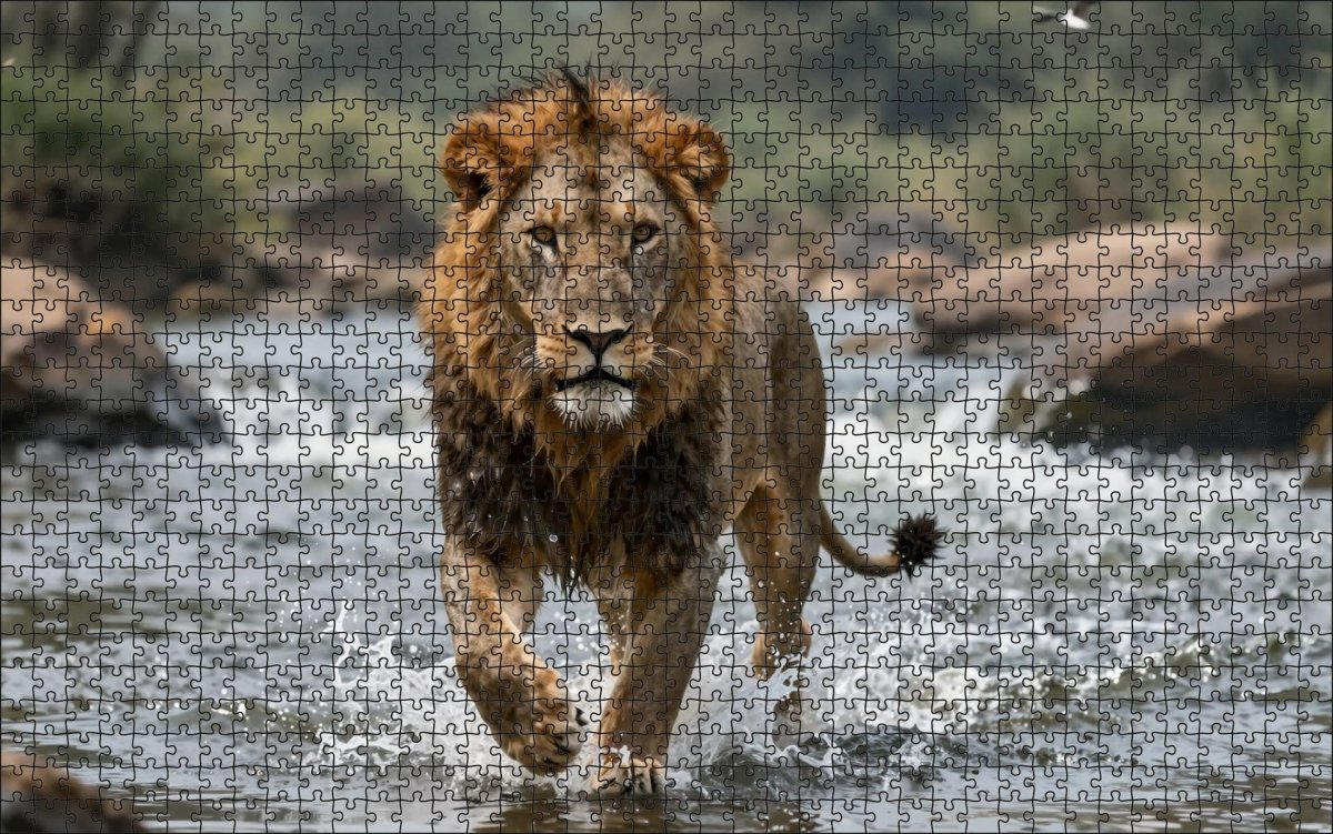 Fotopuzzel Leeuw 'River Crossing' | Liggend - Stukjes Geluk