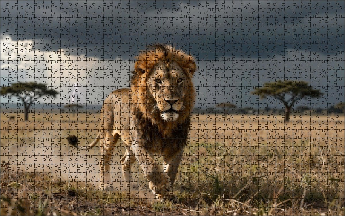 Fotopuzzel Leeuw 'Storm King' | Liggend - Stukjes Geluk