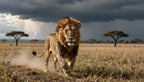 Fotopuzzel Leeuw 'Storm King' | Liggend - Stukjes Geluk