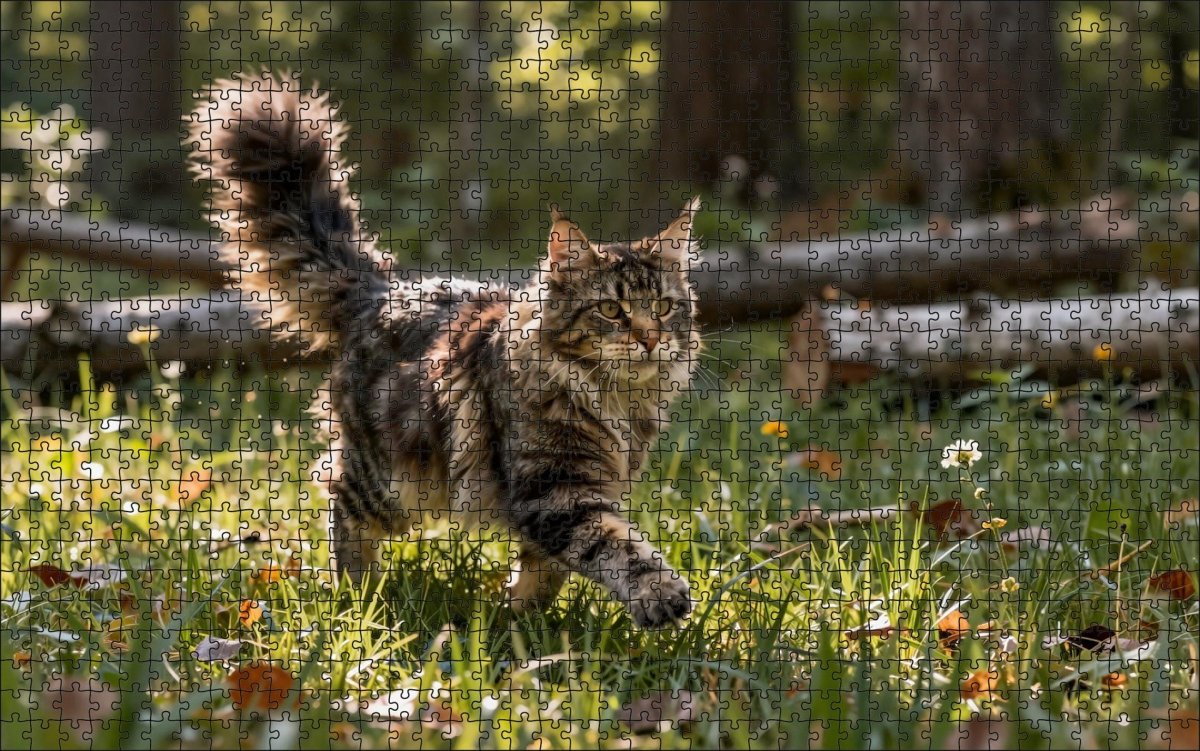 Fotopuzzel Maine Coon in het bos | Liggend - Stukjes Geluk