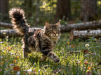 Fotopuzzel Maine Coon in het bos | Liggend - Stukjes Geluk
