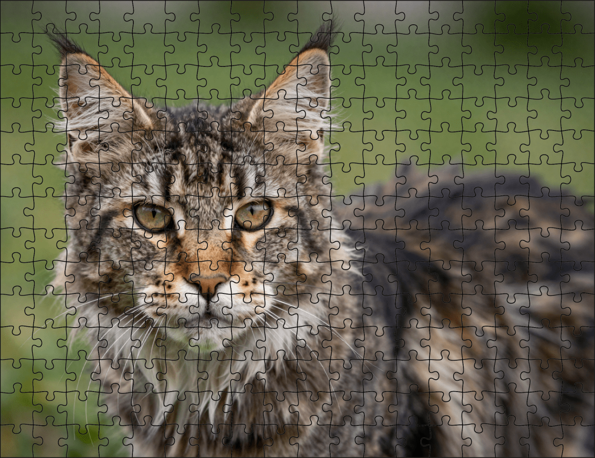 Fotopuzzel Maine Coon | Portretfoto | Liggend - Stukjes Geluk