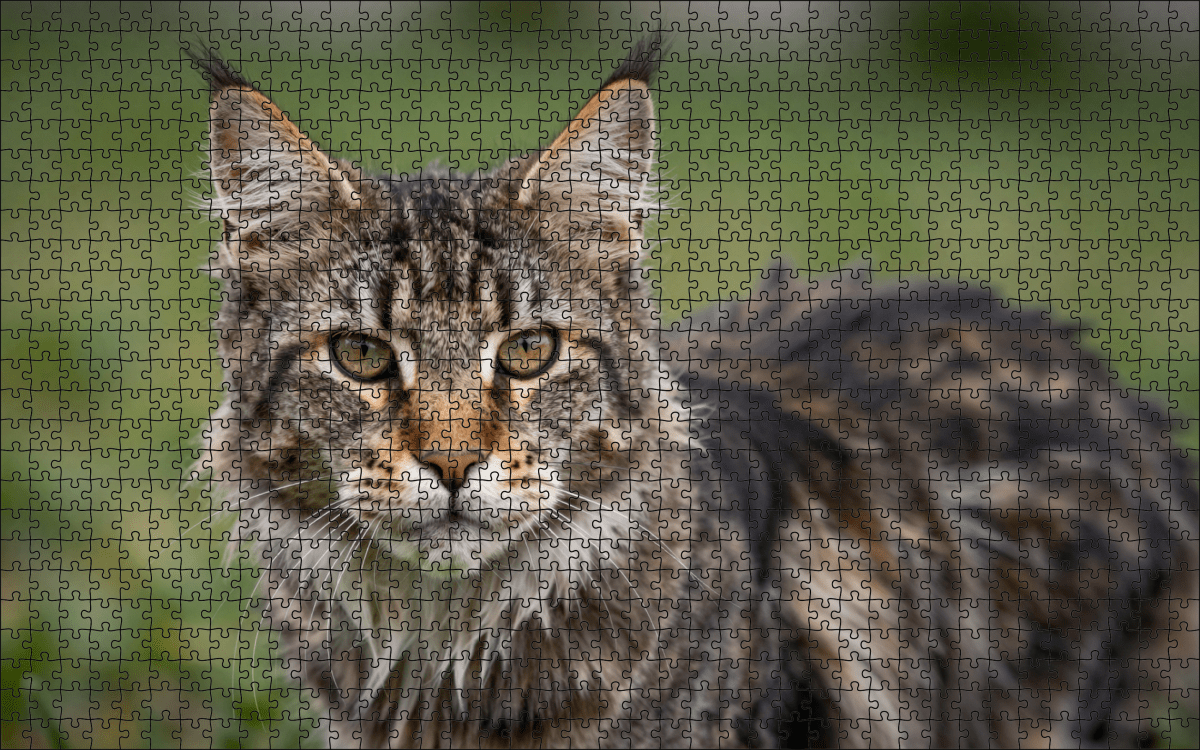 Fotopuzzel Maine Coon | Portretfoto | Liggend - Stukjes Geluk