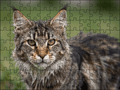 Fotopuzzel Maine Coon | Portretfoto | Liggend - Stukjes Geluk