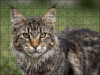 Fotopuzzel Maine Coon | Portretfoto | Liggend - Stukjes Geluk