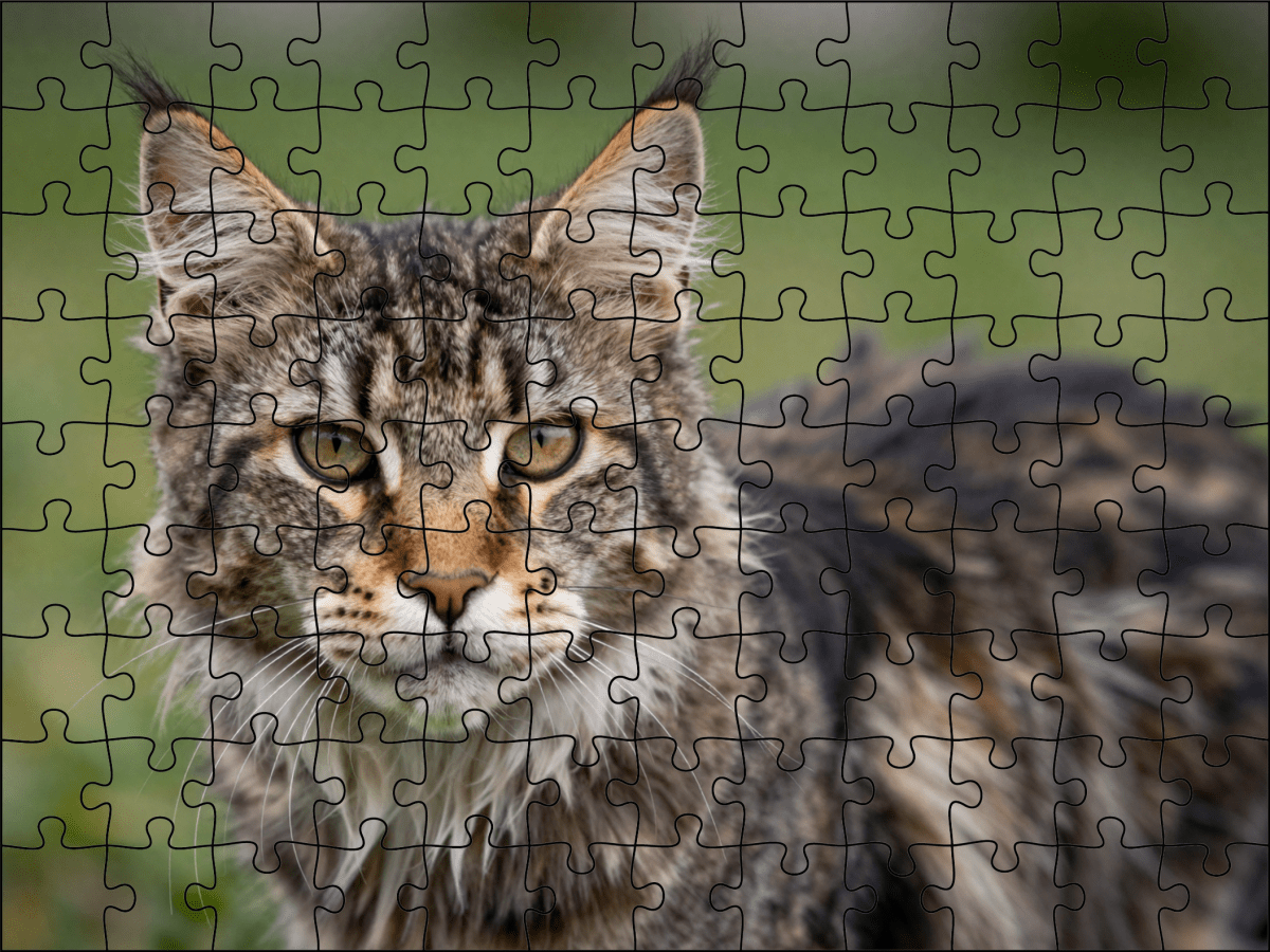 Fotopuzzel Maine Coon | Portretfoto | Liggend - Stukjes Geluk