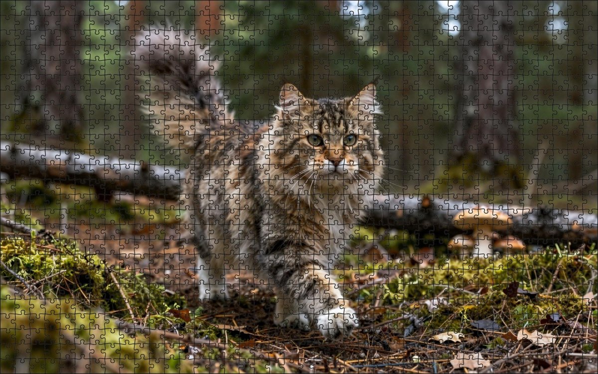 Fotopuzzel Noorse boskat in het bos | Liggend - Stukjes Geluk
