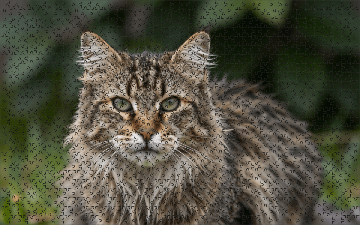 Fotopuzzel Noorse Boskat | Portretfoto | Liggend - Stukjes Geluk