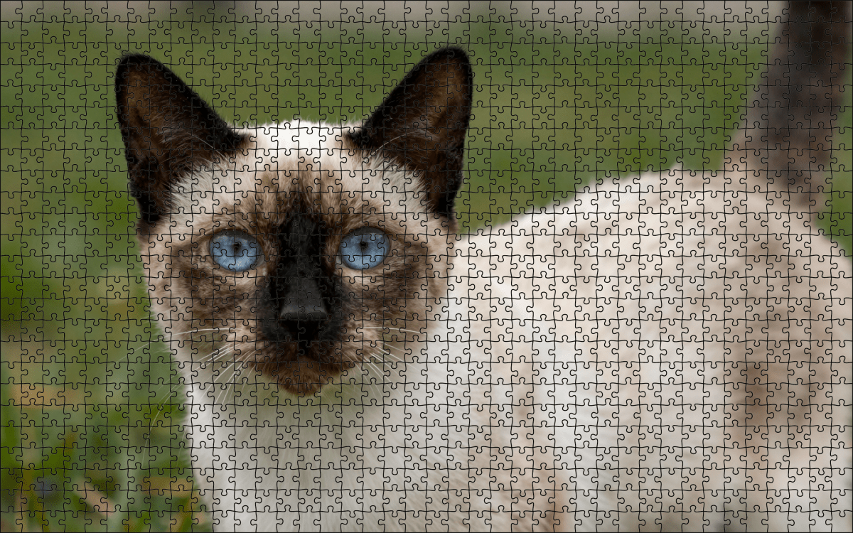Fotopuzzel Noorse Boskat | Portretfoto | Liggend - Stukjes Geluk