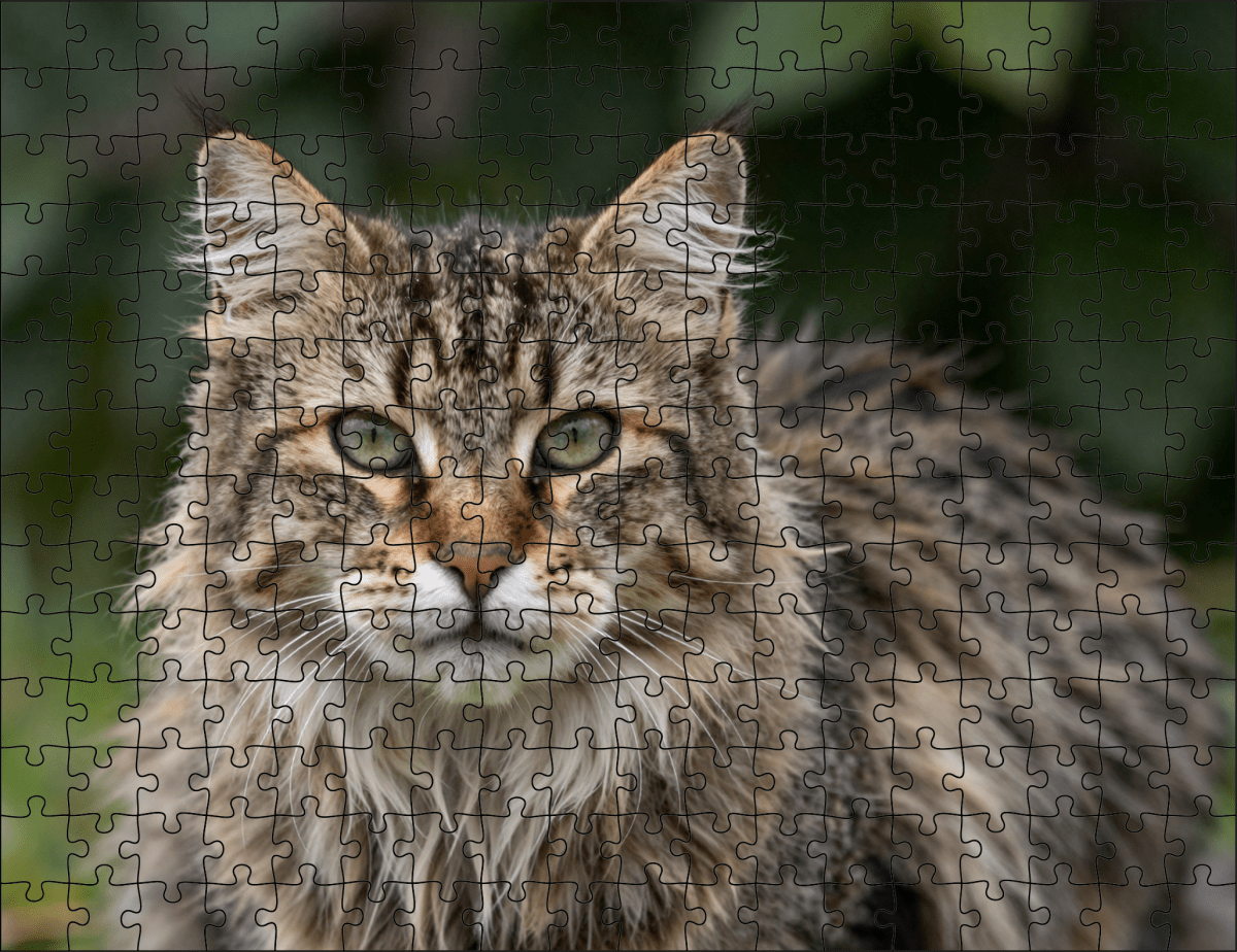 Fotopuzzel Noorse Boskat | Portretfoto | Liggend - Stukjes Geluk