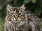 Fotopuzzel Noorse Boskat | Portretfoto | Liggend - Stukjes Geluk