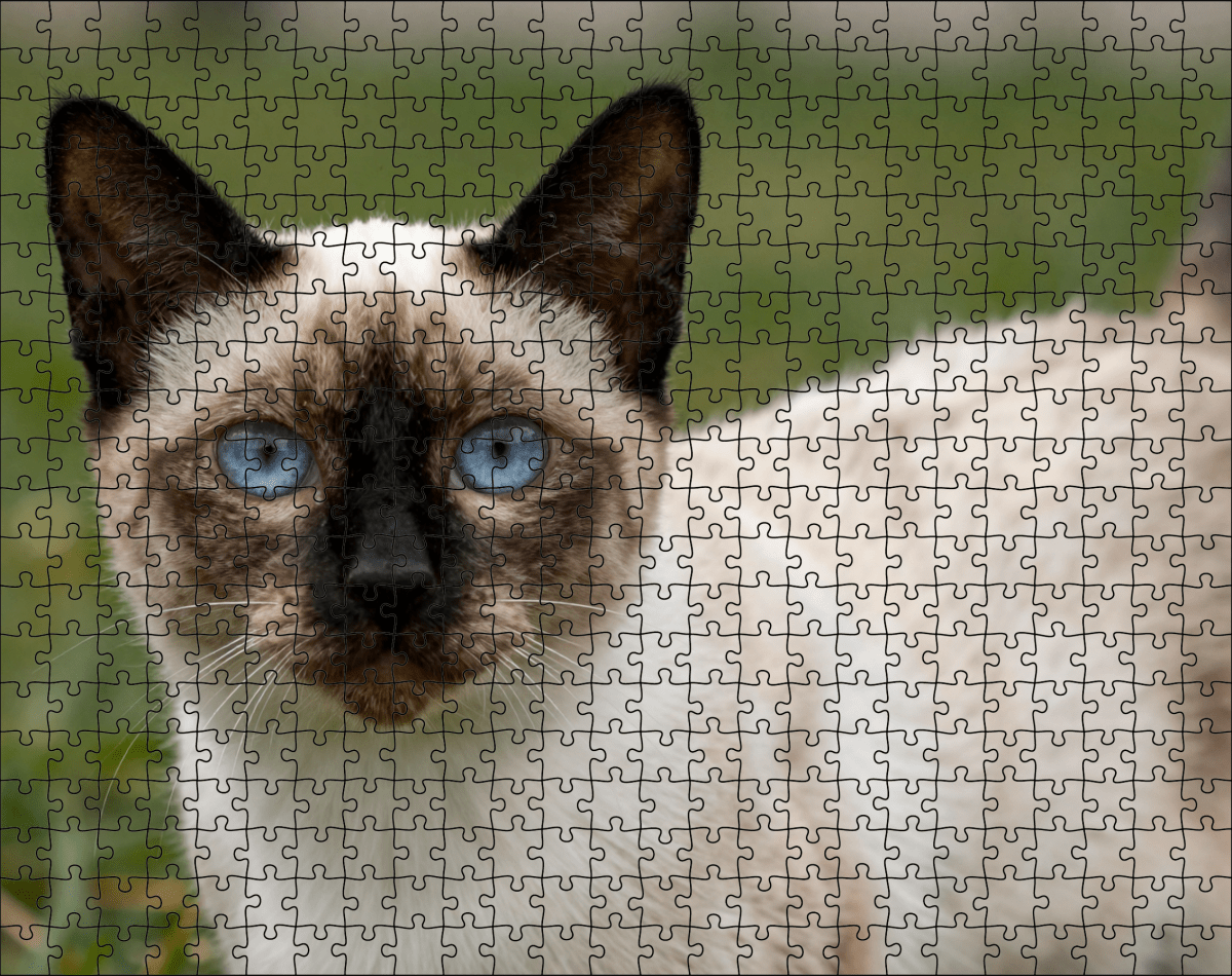 Fotopuzzel Noorse Boskat | Portretfoto | Liggend - Stukjes Geluk