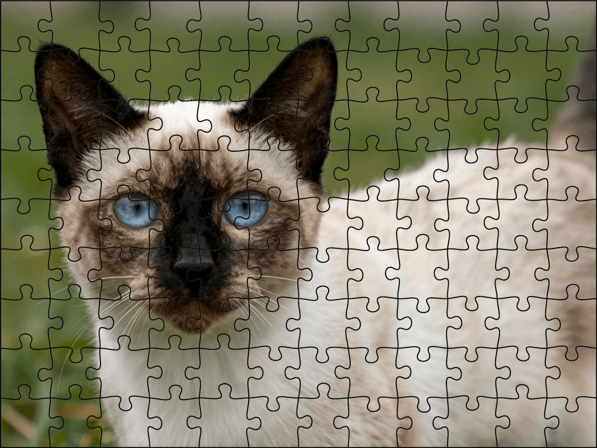 Fotopuzzel Noorse Boskat | Portretfoto | Liggend - Stukjes Geluk