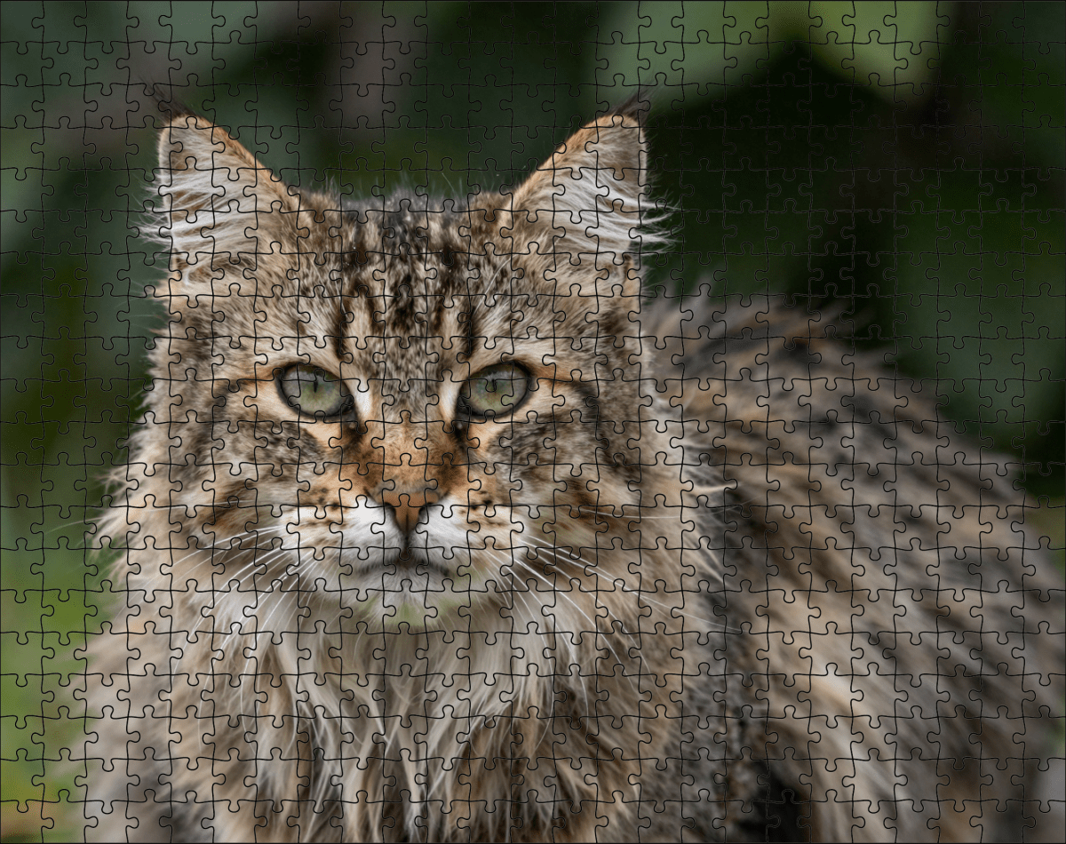 Fotopuzzel Noorse Boskat | Portretfoto | Liggend - Stukjes Geluk