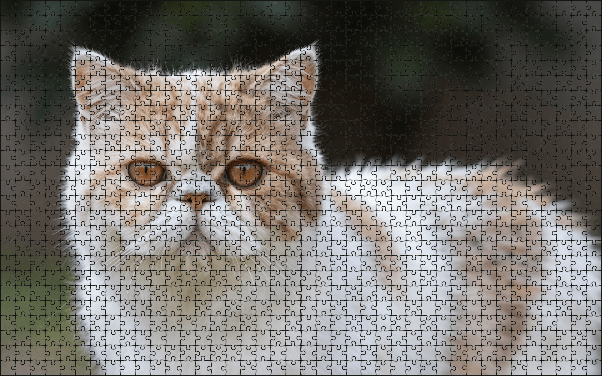 Fotopuzzel Persische Kat | Portretfoto | Liggend - Stukjes Geluk