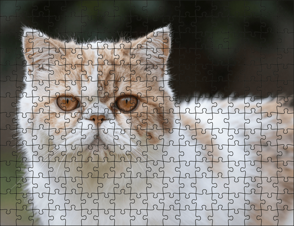 Fotopuzzel Persische Kat | Portretfoto | Liggend - Stukjes Geluk