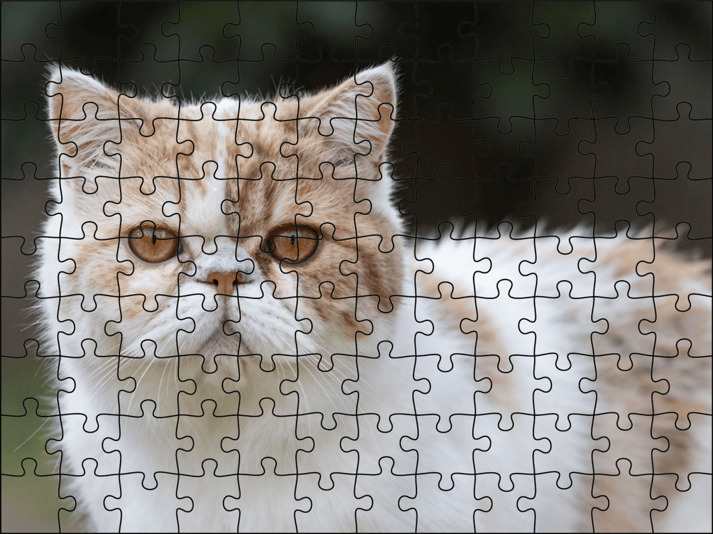 Fotopuzzel Persische Kat | Portretfoto | Liggend - Stukjes Geluk
