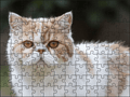 Fotopuzzel Persische Kat | Portretfoto | Liggend - Stukjes Geluk