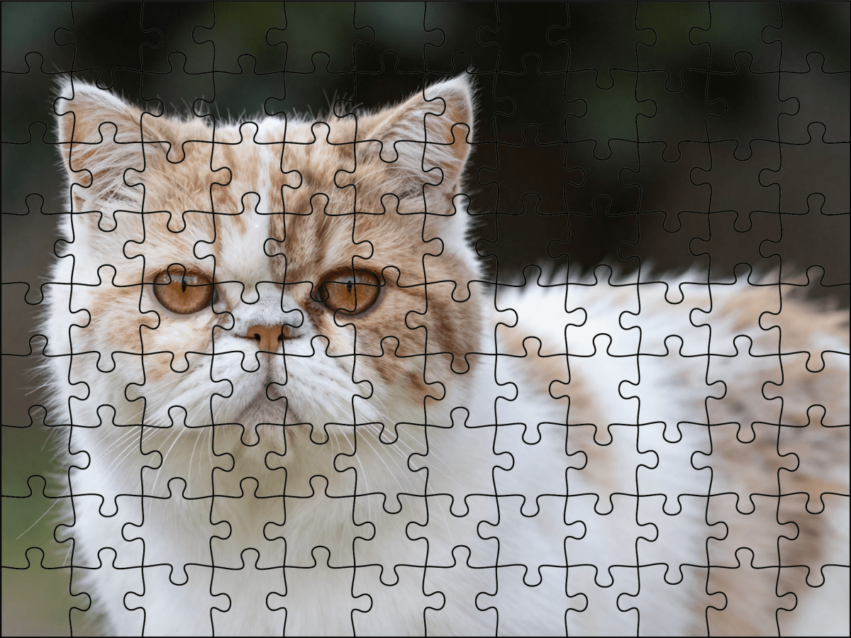 Fotopuzzel Persische Kat | Portretfoto | Liggend - Stukjes Geluk