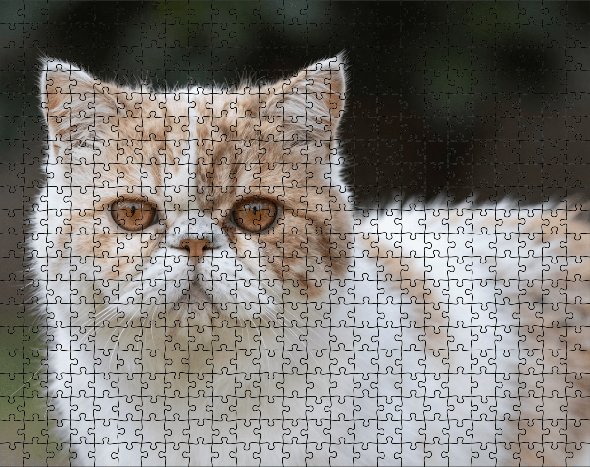 Fotopuzzel Persische Kat | Portretfoto | Liggend - Stukjes Geluk