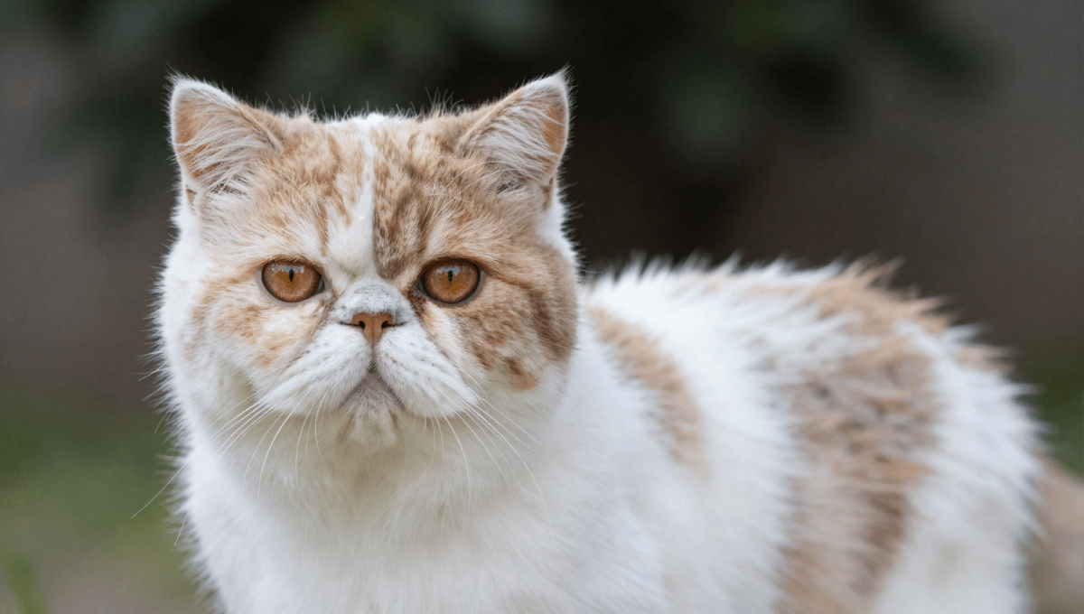 Fotopuzzel Persische Kat | Portretfoto | Liggend - Stukjes Geluk