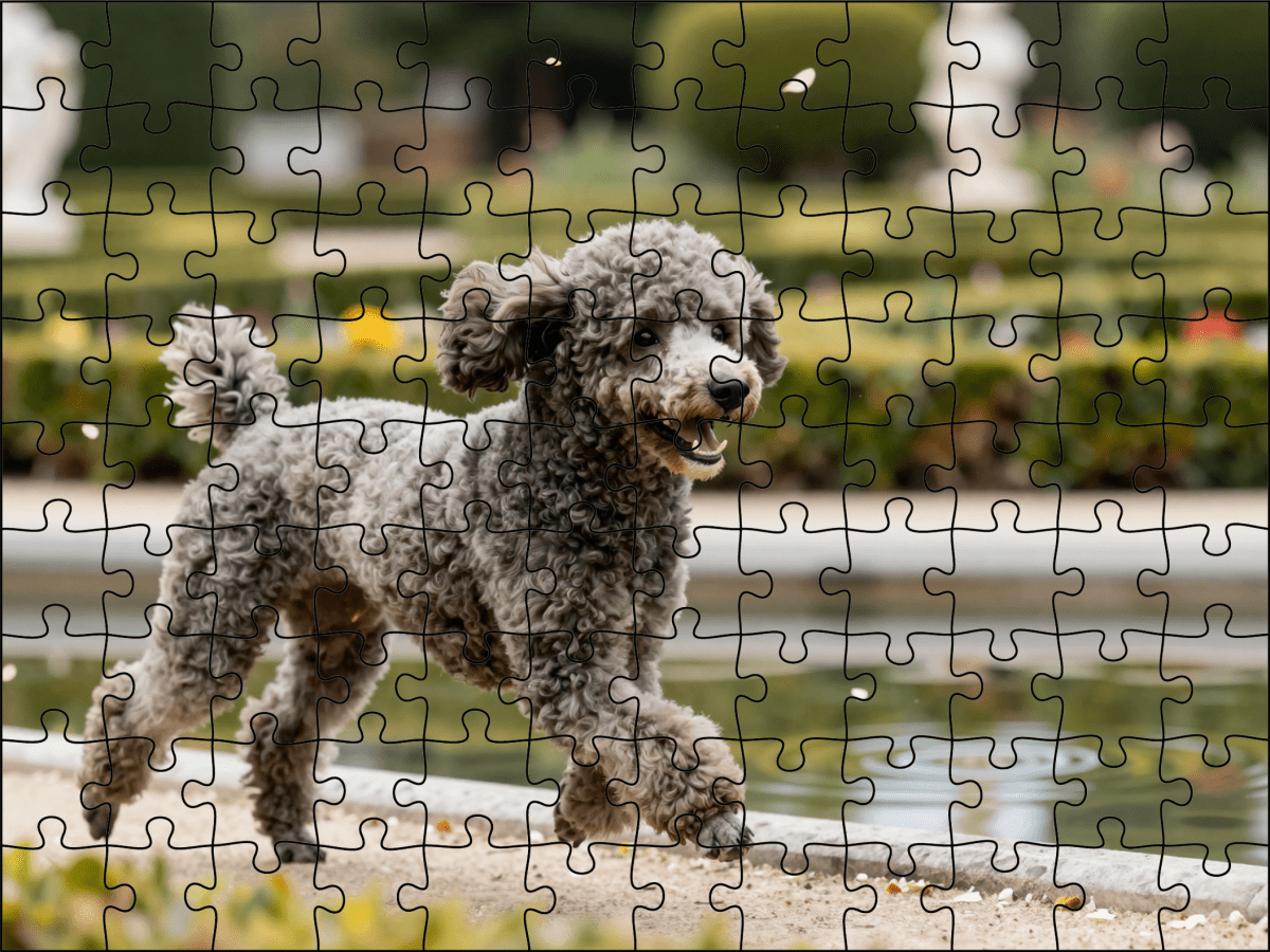 Fotopuzzel Poedel in een Botanische tuin | Liggend - Stukjes Geluk