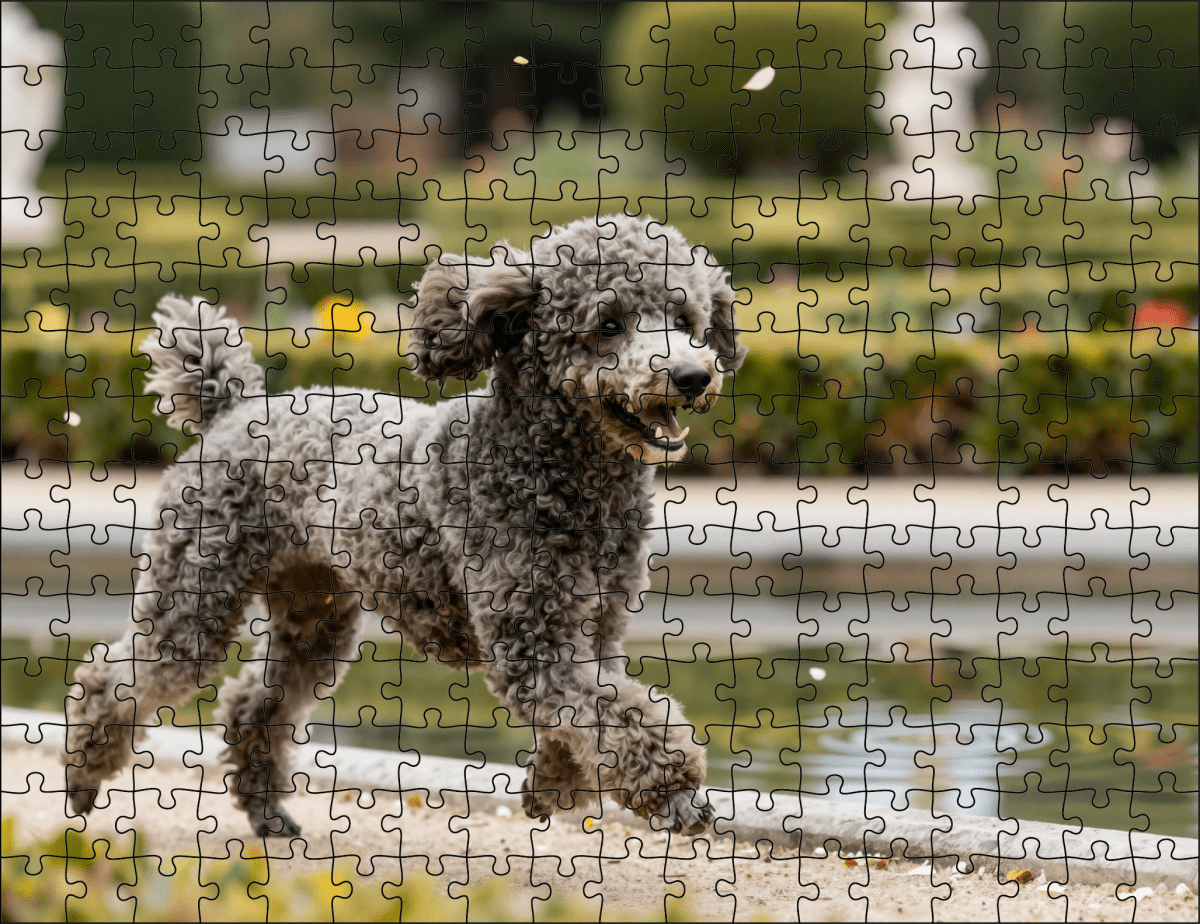 Fotopuzzel Poedel in een Botanische tuin | Liggend - Stukjes Geluk