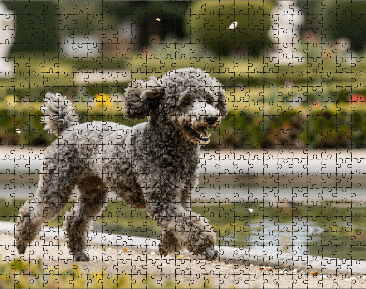 Fotopuzzel Poedel in een Botanische tuin | Liggend - Stukjes Geluk