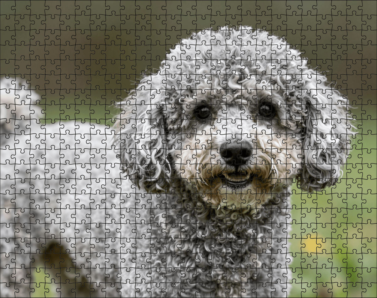 Fotopuzzel Poedel | Portretfoto | Liggend - Stukjes Geluk