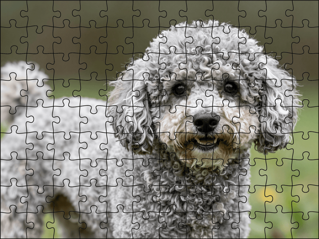 Fotopuzzel Poedel | Portretfoto | Liggend - Stukjes Geluk
