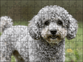 Fotopuzzel Poedel | Portretfoto | Liggend - Stukjes Geluk