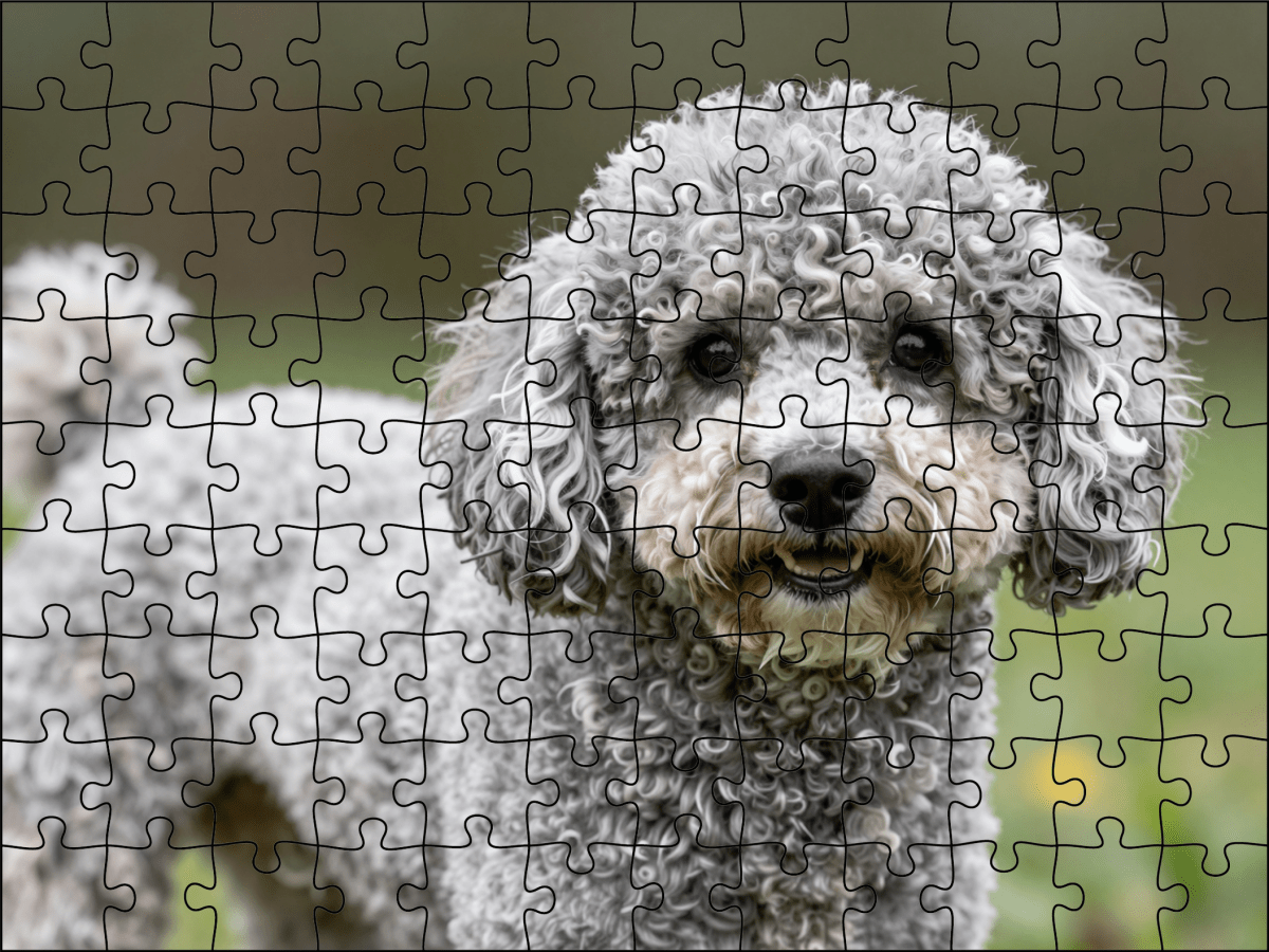 Fotopuzzel Poedel | Portretfoto | Liggend - Stukjes Geluk
